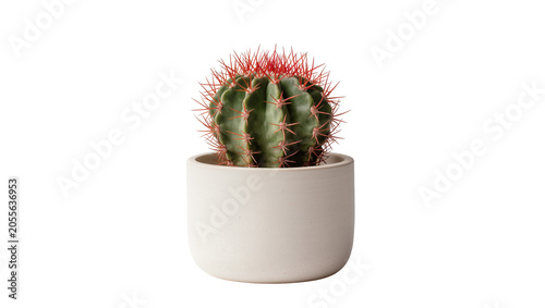 Round green cactus with red spines in a white pot, isolated on transparent background
