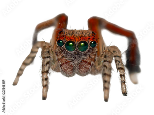Bild auf Leinwand Saltique barbue mâle (Saitis barbipes) isolée sur fond transparent, macrophotogr