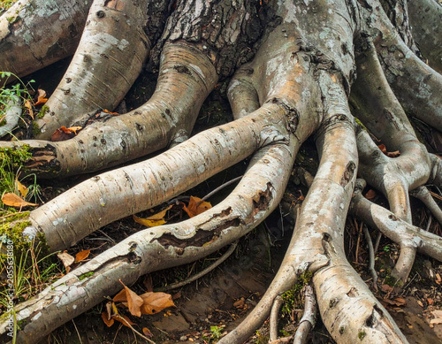 Tree roots of beech tree growing above ground