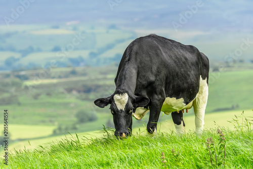 Holstein Friesian dairy cow grazing on lush green pasture in the rolling countryside of North Yorkshire, England. Traditional British livestock farming. Facing left,  Horizontal.  Copy space