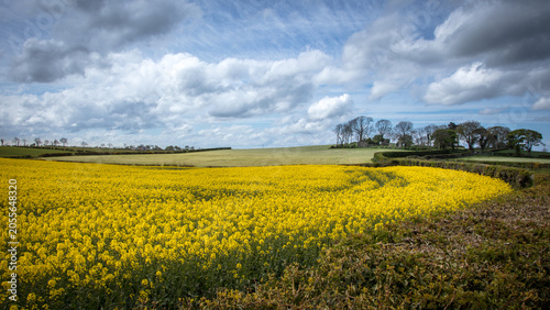 yellow rape field