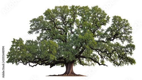 Schilderij op canvas Majestic ancient oak tree with sprawling branches and lush green foliage, isolat