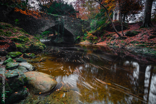 stream in autumn forest