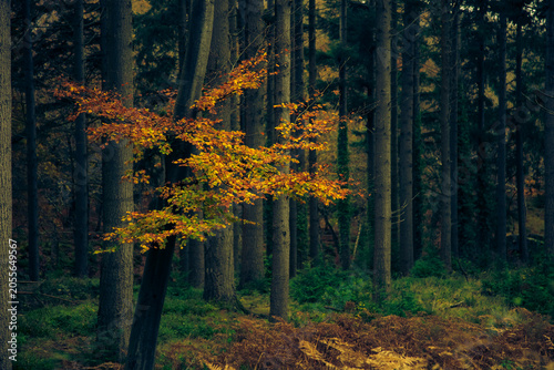 autumn in the forest