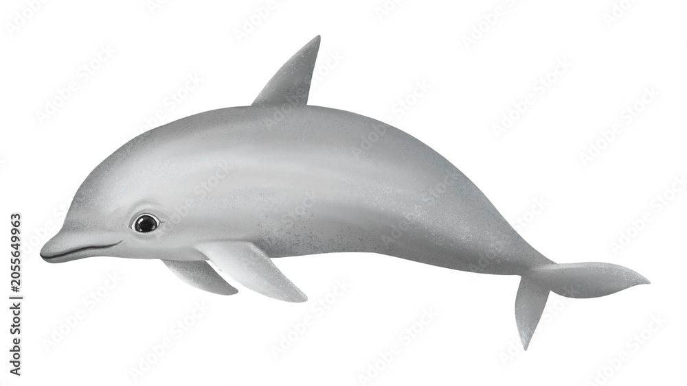 Fototapeta premium Cute dolphin png sticker, animal illustration, transparent background