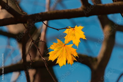 Two bright yellow maple leaves cling to a slender branch, backlit by sunlight...
