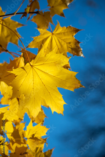 Golden maple leaves glow in autumn sunlight against a vivid blue sky, conveyi...