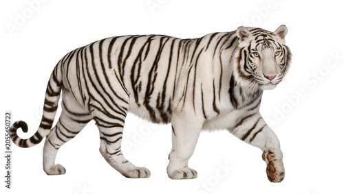 Fotografie Majestic white tiger with black stripes walking, isolated on transparent backgro