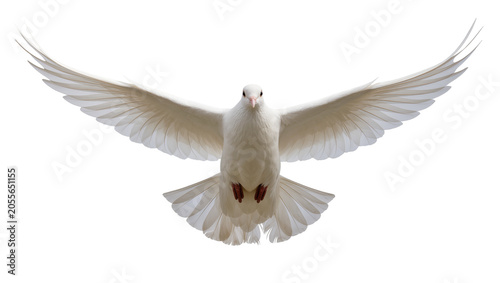 Принти на полотні White dove with wings spread wide, isolated on transparent background