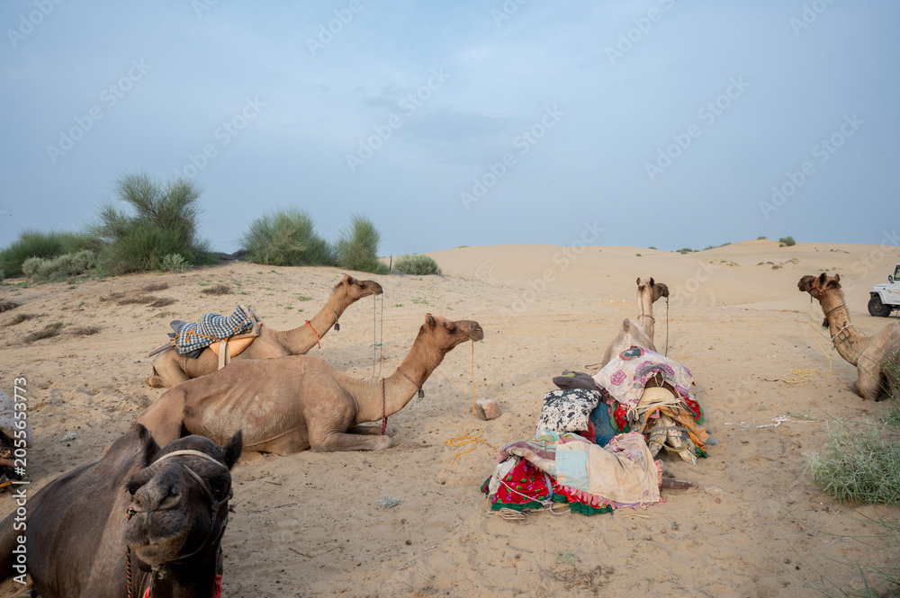 Fototapeta premium Landscape view of sand dunes in Jaisalmer, Rajasthan, featuring a group of camels resting in the foreground amid wind-carved ripples, textured sand patterns, and native desert bushes