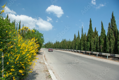 Scenic asphalt road lined with tall cypress trees and yellow flowers under a blue sky