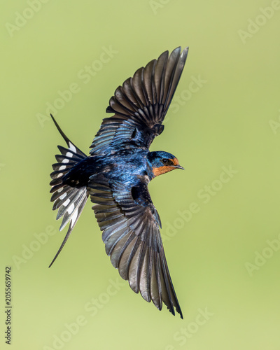 Barn Swallow (Hirundo rustica), in flight