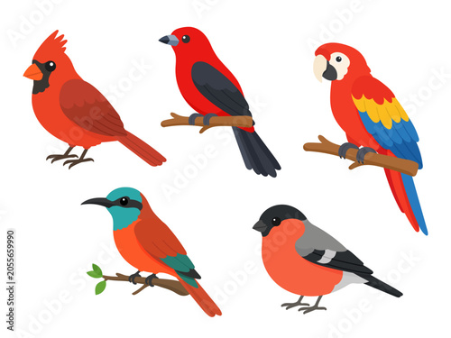 Red bird collection in flat style. Red bird set featuring colorful species for education, wildlife guides and bird learning.