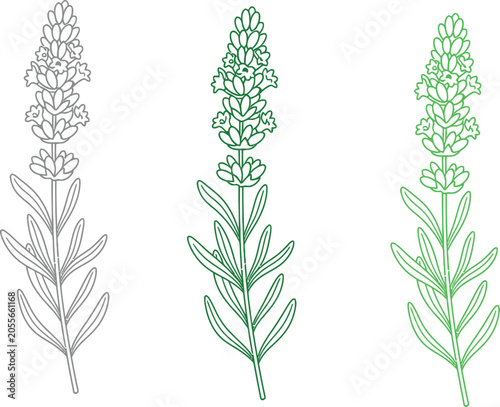 Lavender line art coloring page vector book drawing botanical illustration set