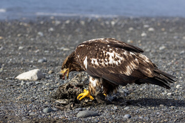Juvenile Bald Eagle with open beak Feeding on Sea Otter Carcass on Black Sand Beach, Homer Spit, Alaska