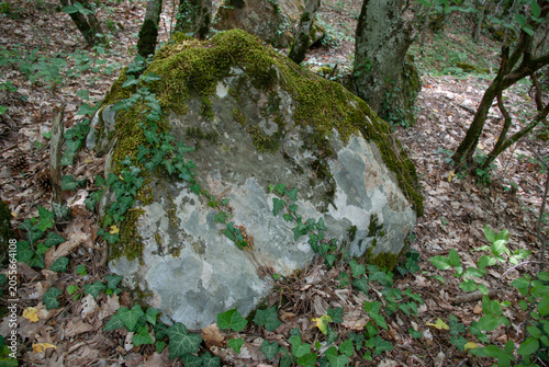 Large forest stone covered with green moss and wild ivy vines