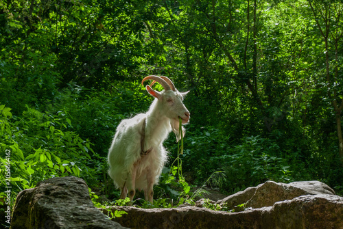 White domestic goat eating green grass in a sunny forest shadow
