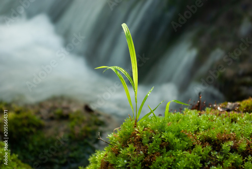 Fresh green sprout growing from bright green moss with a waterfall background