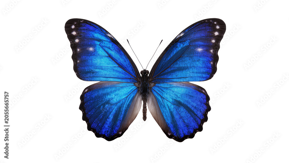 Obraz premium Vibrant blue morpho butterfly with white spots, isolated on transparent background