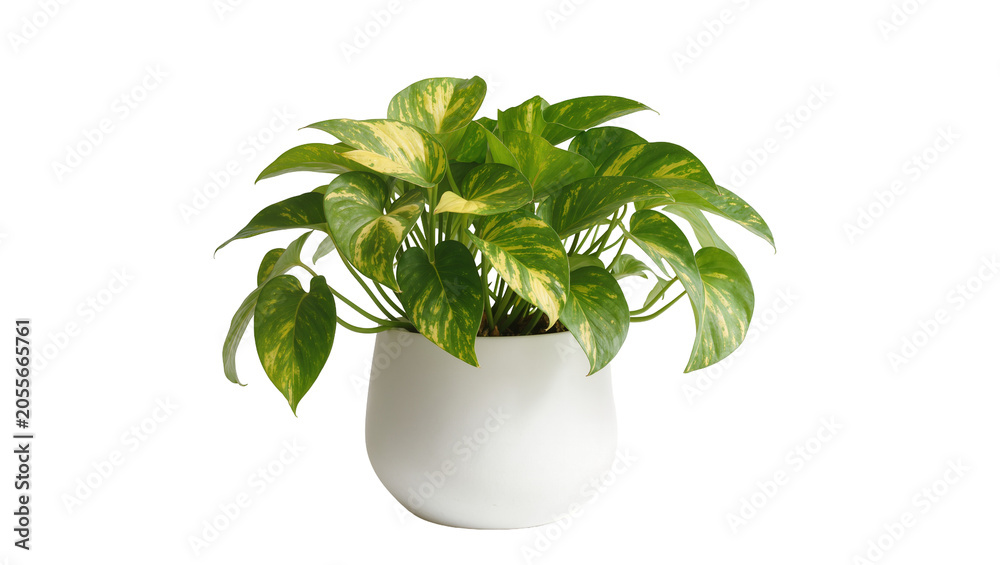 Fototapeta premium Green pothos plant with variegated leaves in a white pot, isolated on transparent background