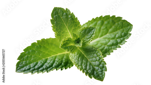 Fresh green mint leaves with serrated edges, isolated on transparent background