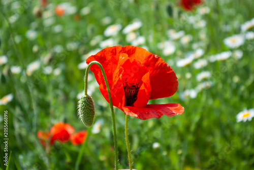 Macro shot of a single vibrant red poppy flower blooming in a daisy field