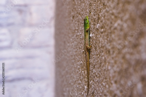 Green Lizard Climbing on Brown Wall – Close‑Up