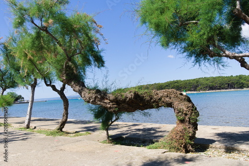 Old Curved Tamarisk Tree on Krk Island