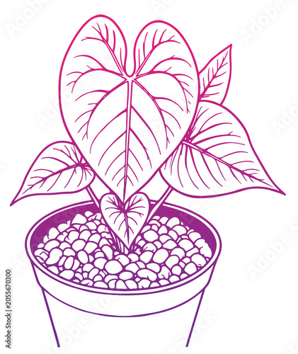 pink flower in a pot