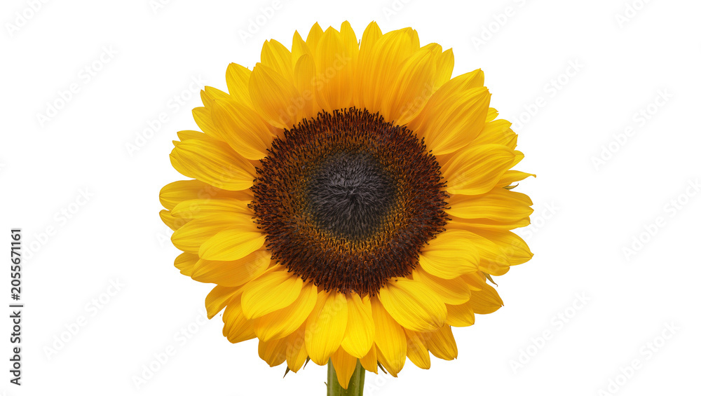 Fototapeta premium Bright yellow sunflower bloom with dark brown center, isolated on transparent background