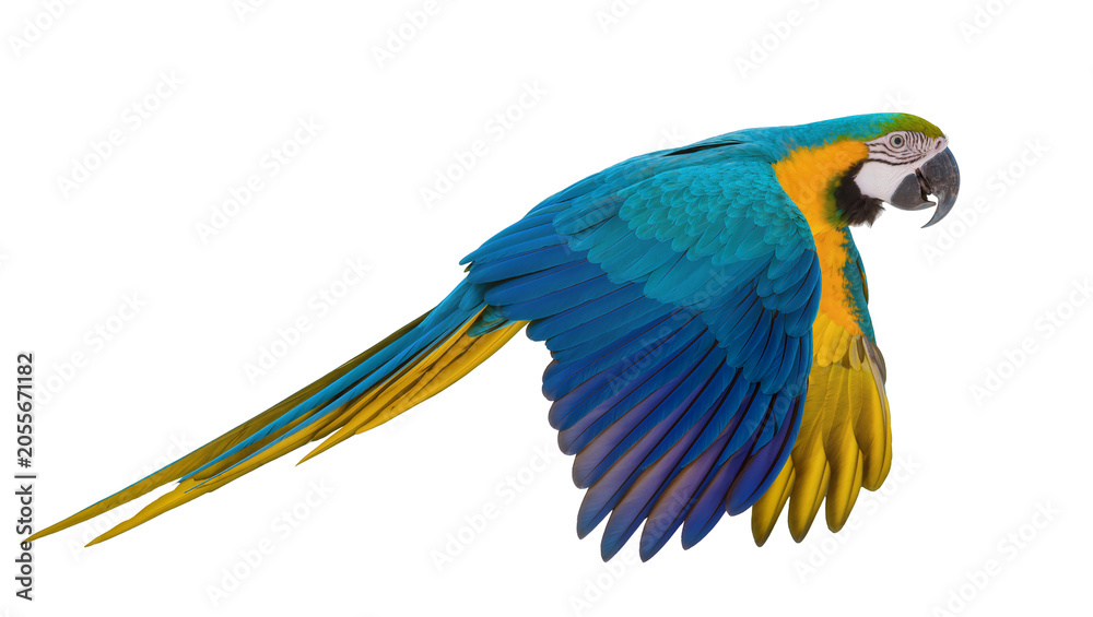 Obraz premium Blue and yellow macaw bird in flight, isolated on transparent background