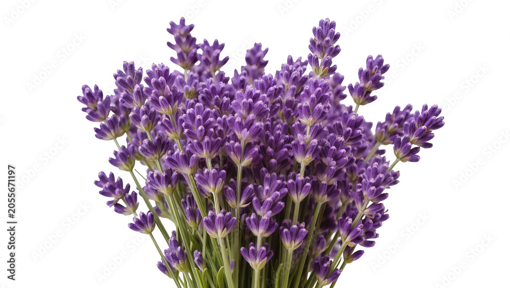 Obraz premium Bunch of fresh purple lavender flowers, isolated on transparent background