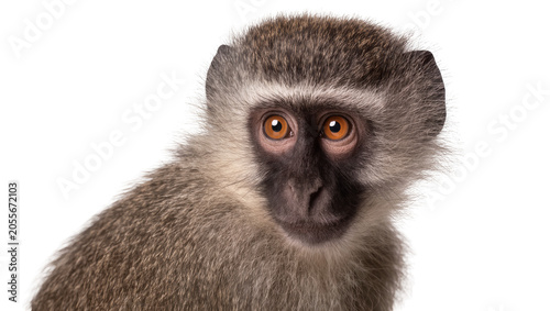 Bilde på lerret Close-up portrait of a vervet monkey with brown eyes, isolated on transparent ba