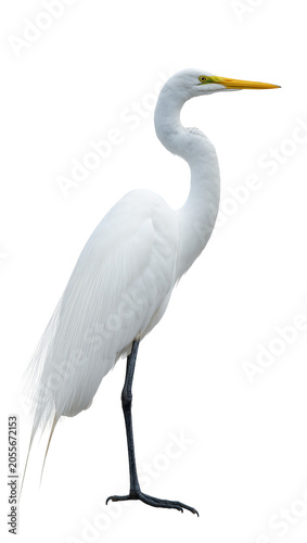 Fotografía Elegant white great egret bird with long neck and yellow beak, isolated on trans