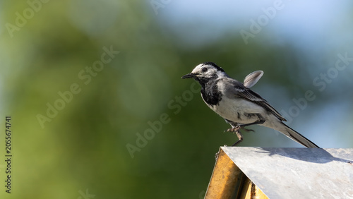 Canvas-taulu White wagtail perched on a roof