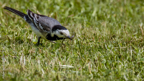Quadro em tela White wagtail with a caught fly