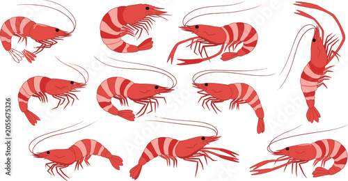 Slika na platnu Shrimp illustration collection, seafood and marine concept, crustacean and ocean
