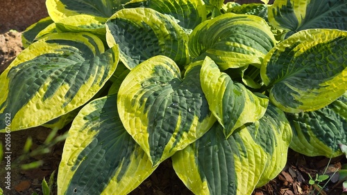 Tableau sur toile Variegated hosta leaves pattern with water drops close up abstract green backgro