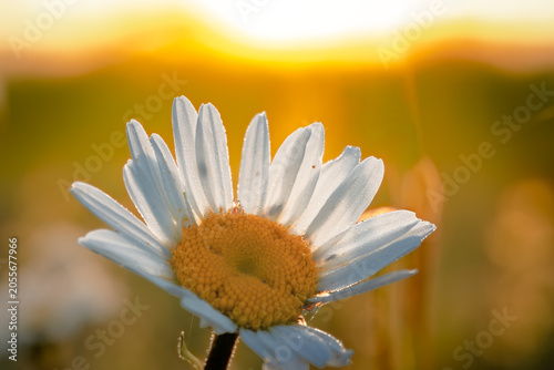 A daisy flower in the morning sunrise