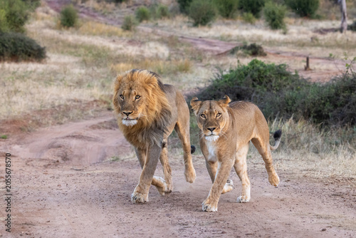 lion couple running in chobe river national park towards photographer