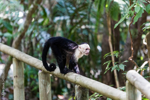 Canvas Print White-headed capuchin monkey walking along a wooden railing in Costa Rica rainfo
