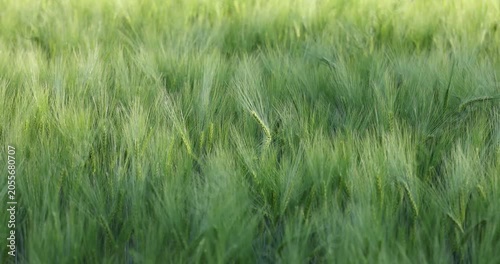 Green barley field gently swaying in the wind