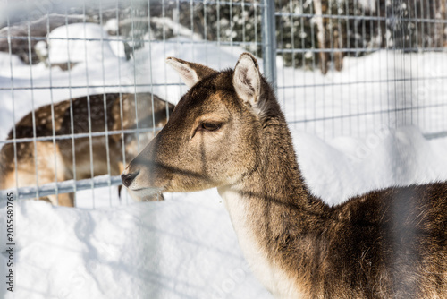Quadro su tela Deer standing behind a wire fence in a snowy enclosure during winter in Quebec
