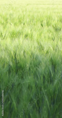 Green wheat field gently swaying in the wind