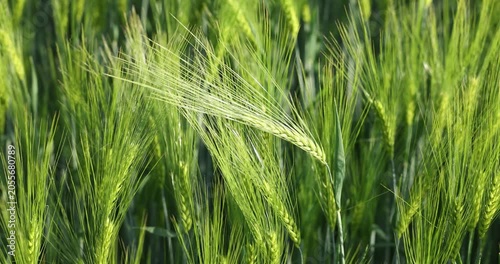Green barley ears swaying in the wind on a farm field