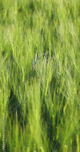 Green wheat field swaying in the wind