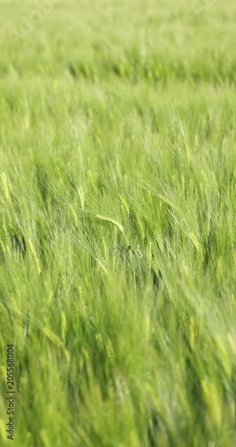 Green barley field swaying in the wind