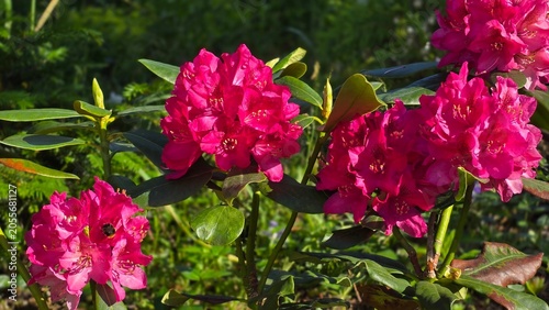 Bild auf Leinwand Bumblebee collecting nectar on pink rhododendron flower cluster in horizontal cl