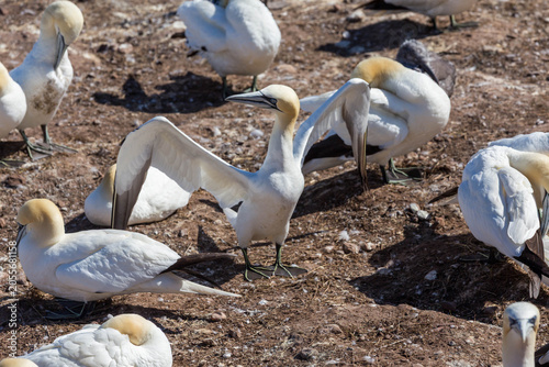 Quadro su tela Northern gannet spreading its wings amid a colony resting on rocky ground