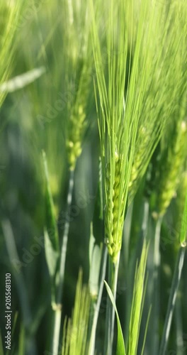 Green unripe barley swaying in the wind